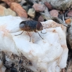 Calliphora sp. (genus) at QPRC LGA - 13 Apr 2024