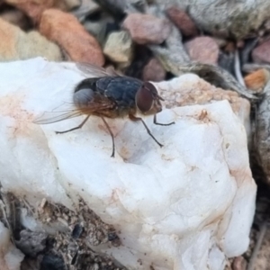 Calliphora sp. (genus) at QPRC LGA - 13 Apr 2024