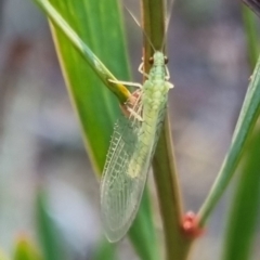 Chrysopidae (family) (Unidentified Green lacewing) at QPRC LGA - 13 Apr 2024 by clarehoneydove