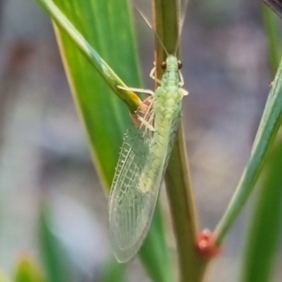 Unidentified Green Lacewing (Chrysopidae) at Bungendore, NSW - 13 Apr 2024 by clarehoneydove