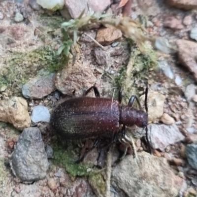 Unidentified Insect at Bungendore, NSW - 13 Apr 2024 by clarehoneydove