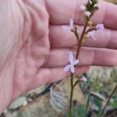 Stylidium graminifolium (grass triggerplant) at QPRC LGA - 13 Apr 2024 by clarehoneydove