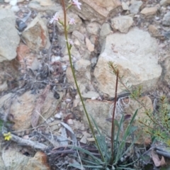 Stylidium graminifolium at QPRC LGA - 13 Apr 2024