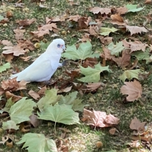 Cacatua sanguinea at Parkes, ACT - 13 Apr 2024 03:22 PM