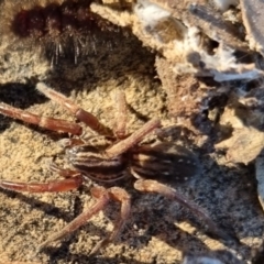 Mituliodon tarantulinus (Prowling Spider) at QPRC LGA - 13 Apr 2024 by clarehoneydove