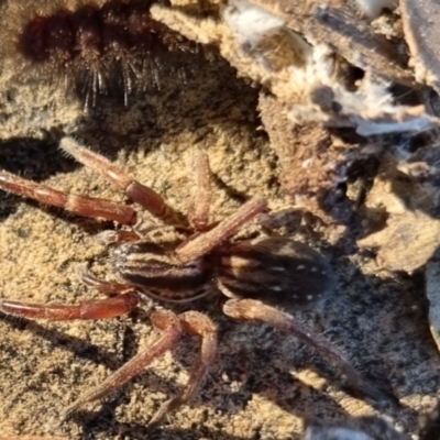Unidentified Other hunting spider at Bungendore, NSW - 13 Apr 2024 by clarehoneydove