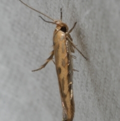 Stathmopoda hyposcia (A Gelechioid moth) at Freshwater Creek, VIC - 25 Feb 2024 by WendyEM