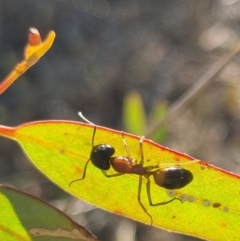 Camponotus consobrinus (Banded sugar ant) at QPRC LGA - 13 Apr 2024 by clarehoneydove