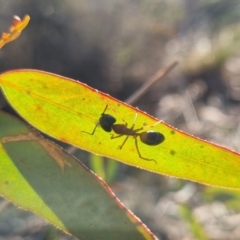 Camponotus consobrinus at QPRC LGA - suppressed