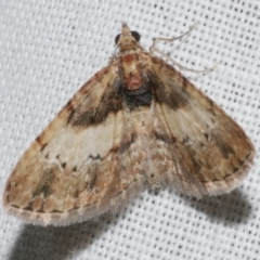 Chloroclystis approximata (Plumed or Cherry Looper) at Freshwater Creek, VIC - 25 Feb 2024 by WendyEM