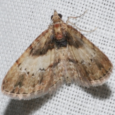 Chloroclystis approximata (Plumed or Cherry Looper) at Freshwater Creek, VIC - 25 Feb 2024 by WendyEM