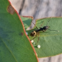 Camponotus suffusus (Golden-tailed sugar ant) at QPRC LGA - 13 Apr 2024 by clarehoneydove