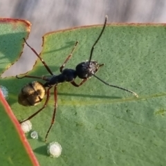 Camponotus suffusus at QPRC LGA - suppressed