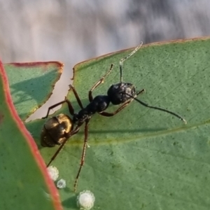 Camponotus suffusus at QPRC LGA - suppressed