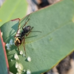 Camponotus suffusus at QPRC LGA - 13 Apr 2024