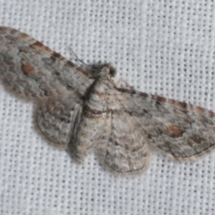 Chloroclystis insigillata (Chloroclystis insigillata) at Freshwater Creek, VIC - 26 Feb 2024 by WendyEM