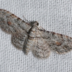 Chloroclystis insigillata (Chloroclystis insigillata) at Freshwater Creek, VIC - 25 Feb 2024 by WendyEM