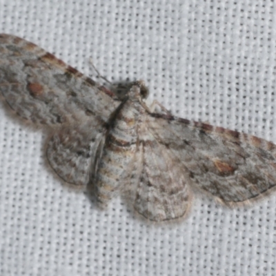 Chloroclystis insigillata (Chloroclystis insigillata) at Freshwater Creek, VIC - 25 Feb 2024 by WendyEM