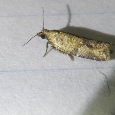 Isochorista ranulana (A Tortricid moth) at Emu Creek Belconnen (ECB) - 5 Apr 2024 by JohnGiacon