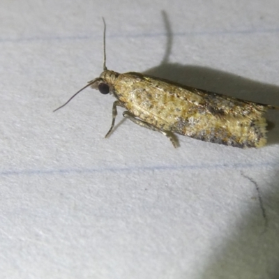 Isochorista ranulana (A Tortricid moth) at Emu Creek - 5 Apr 2024 by JohnGiacon