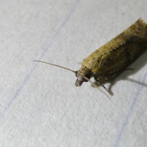 Isochorista ranulana at Emu Creek Belconnen (ECB) - 5 Apr 2024