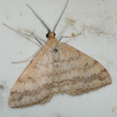 Scopula rubraria (Reddish Wave, Plantain Moth) at Freshwater Creek, VIC - 25 Feb 2024 by WendyEM