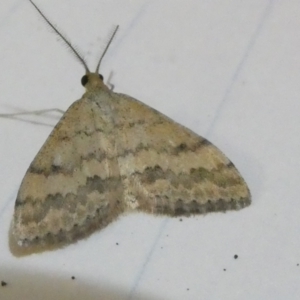 Scopula rubraria at Emu Creek Belconnen (ECB) - 5 Apr 2024 07:41 PM