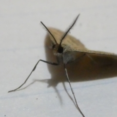 Scopula rubraria at Emu Creek Belconnen (ECB) - 5 Apr 2024