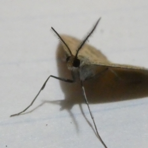 Scopula rubraria at Emu Creek Belconnen (ECB) - 5 Apr 2024 07:41 PM