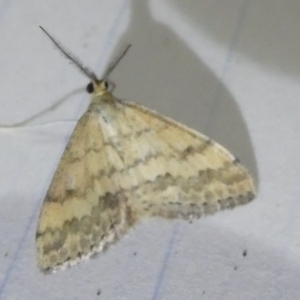 Scopula rubraria at Emu Creek Belconnen (ECB) - 5 Apr 2024