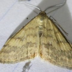 Scopula rubraria at Emu Creek Belconnen (ECB) - 5 Apr 2024