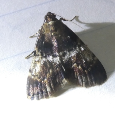 Salma marmorea (A Pyralid moth) at Flea Bog Flat to Emu Creek Corridor - 5 Apr 2024 by JohnGiacon