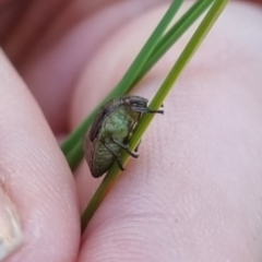 Pentatomidae (family) at Bungendore, NSW - 13 Apr 2024 by clarehoneydove