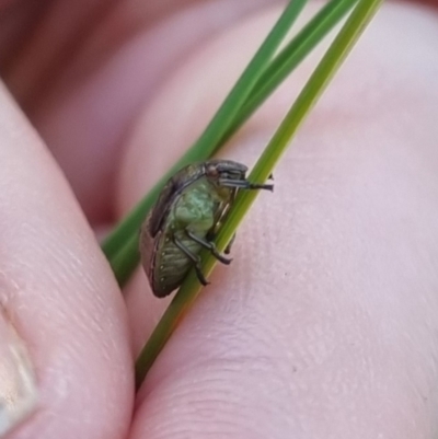 Pentatomidae (family) at QPRC LGA - 13 Apr 2024 by clarehoneydove