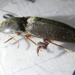 Monocrepidus sp. (genus) (Click beetle) at Emu Creek Belconnen (ECB) - 8 Apr 2024 by JohnGiacon
