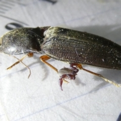 Monocrepidus (genus) (Click beetle) at Emu Creek Belconnen (ECB) - 8 Apr 2024 by JohnGiacon