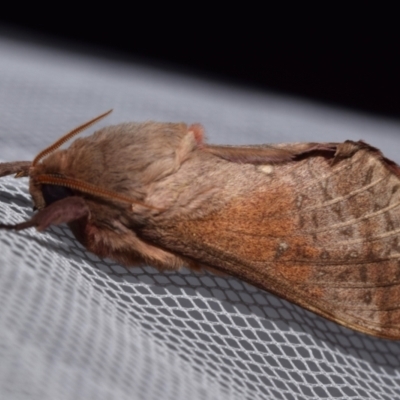 Oxycanus (genus) (Unidentified Oxycanus moths) at Jerrabomberra, NSW - 13 Apr 2024 by DianneClarke