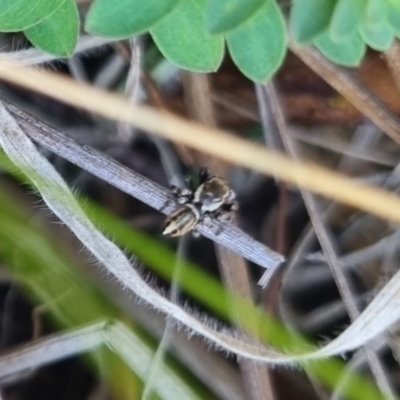 Unidentified Jumping or peacock spider (Salticidae) at Bungendore, NSW - 13 Apr 2024 by clarehoneydove