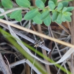 Maratus scutulatus at QPRC LGA - suppressed