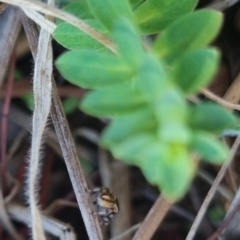 Maratus scutulatus at QPRC LGA - suppressed