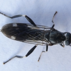 Exaireta spinigera (Garden Soldier Fly) at Flea Bog Flat to Emu Creek Corridor - 12 Apr 2024 by JohnGiacon