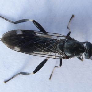 Exaireta spinigera at Emu Creek Belconnen (ECB) - 12 Apr 2024