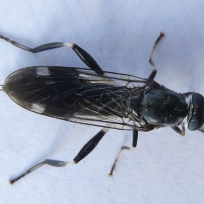 Exaireta spinigera (Garden Soldier Fly) at Emu Creek - 12 Apr 2024 by JohnGiacon