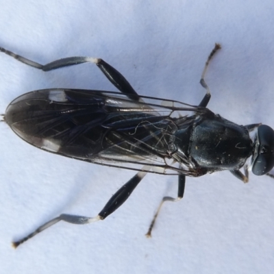 Exaireta spinigera (Garden Soldier Fly) at Flea Bog Flat to Emu Creek Corridor - 12 Apr 2024 by JohnGiacon