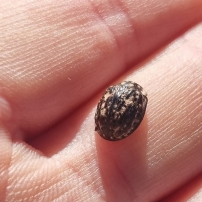 Trachymela sp. (genus) (Brown button beetle) at QPRC LGA - 13 Apr 2024 by clarehoneydove