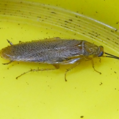 Balta spuria (A Balta Cockroach) at Emu Creek - 13 Apr 2024 by JohnGiacon