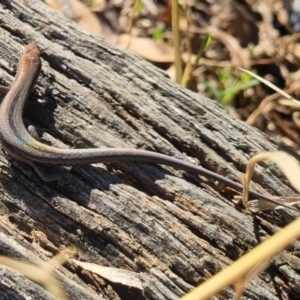 Lampropholis guichenoti at QPRC LGA - 13 Apr 2024