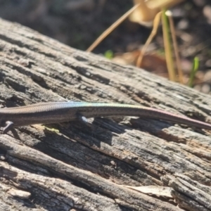 Lampropholis guichenoti at QPRC LGA - 13 Apr 2024