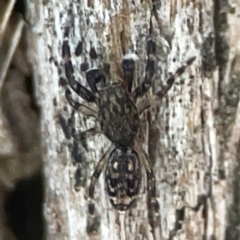 Salticidae (family) at Casey, ACT - 13 Apr 2024 by Hejor1