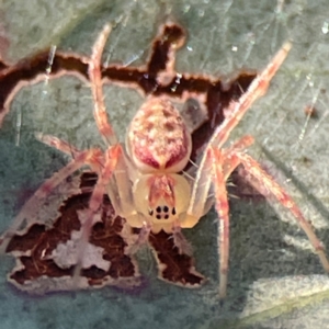 Araneus talipedatus at Casey, ACT - 13 Apr 2024